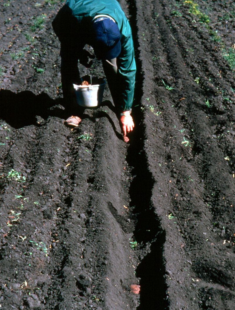 Planting At Inconsistent Depths