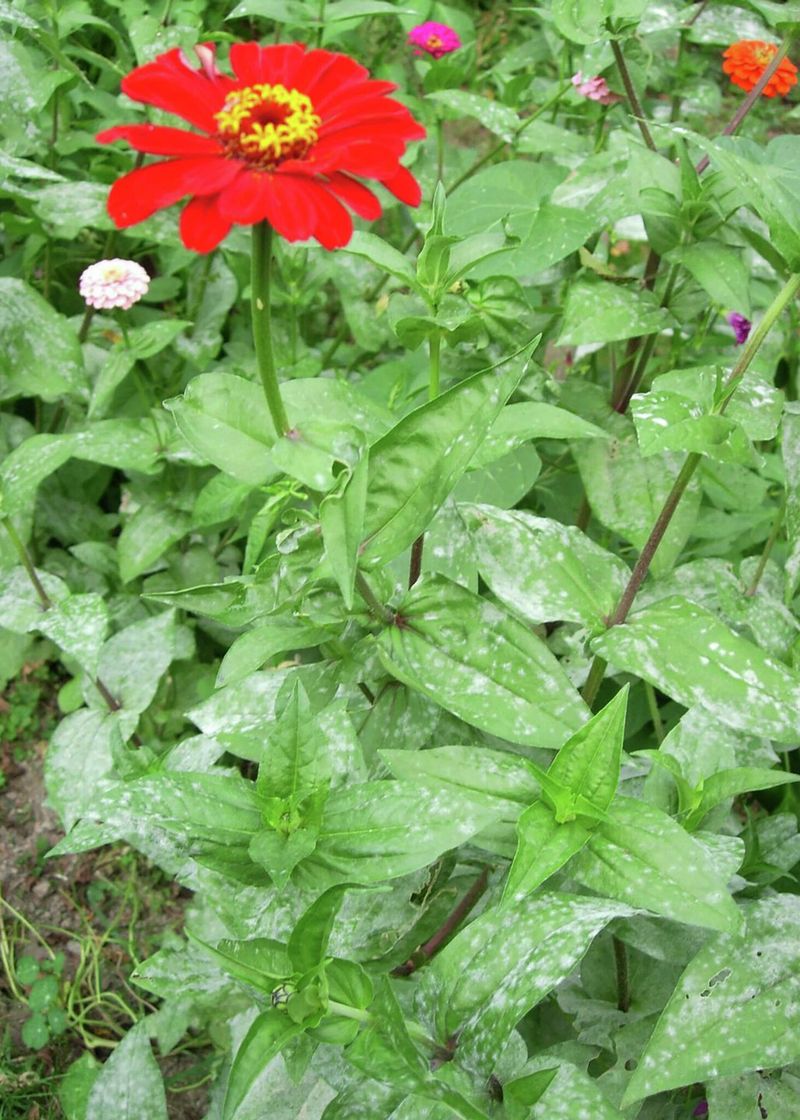 Creating Dense Plantings With Poor Airflow