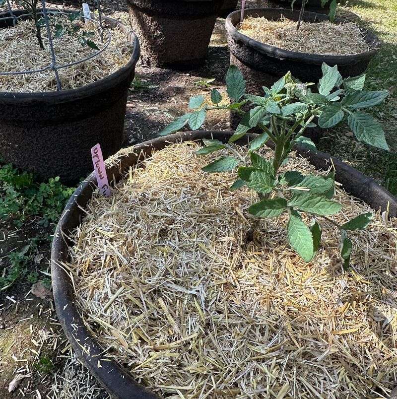 Forgetting To Mulch