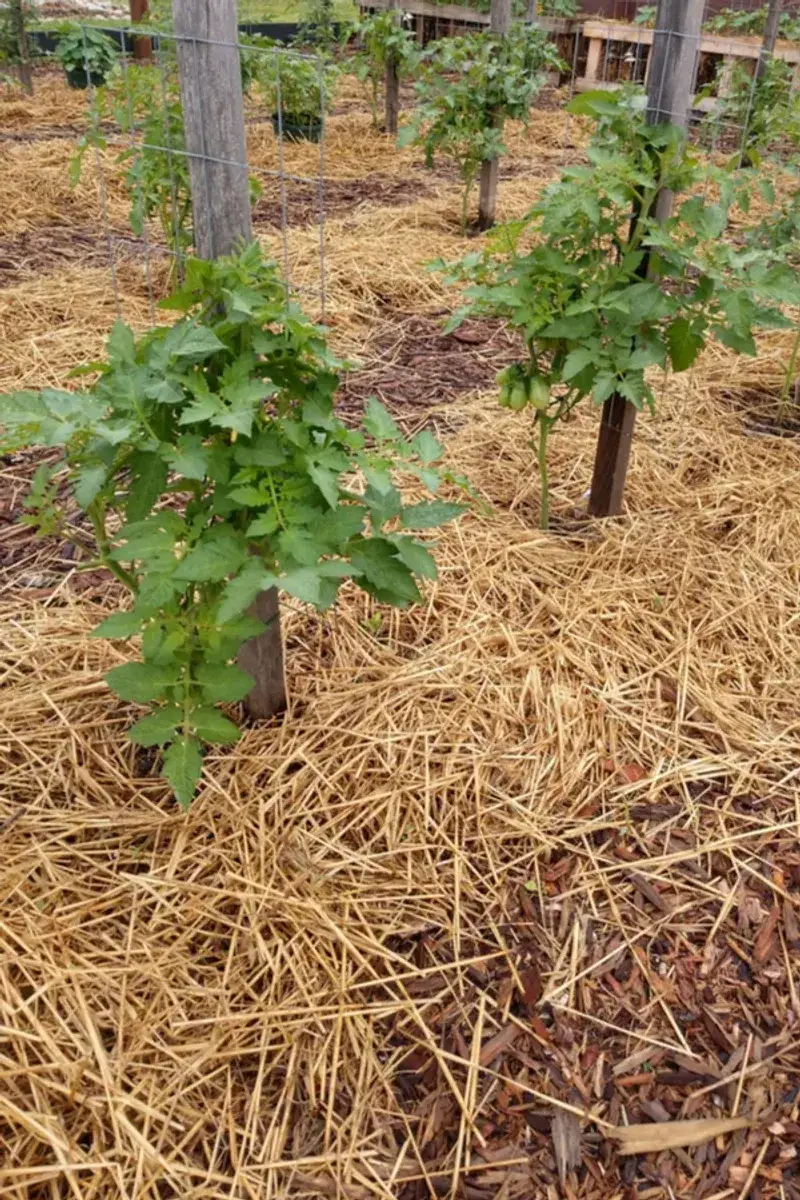 Forgetting To Mulch