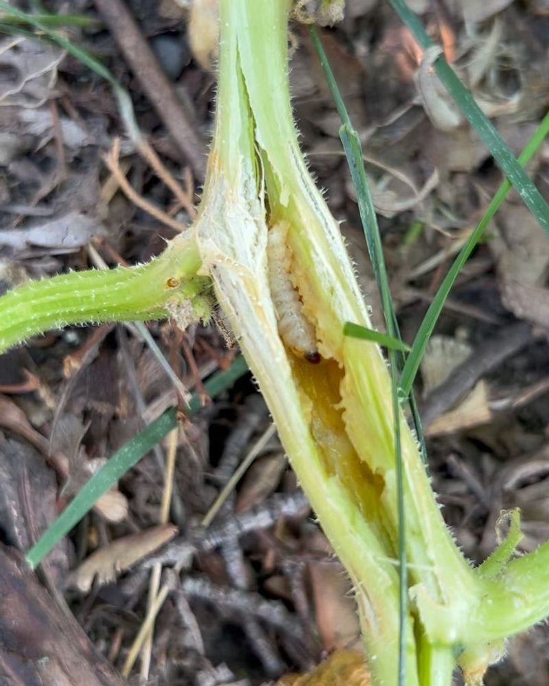 Neglecting Pest Control