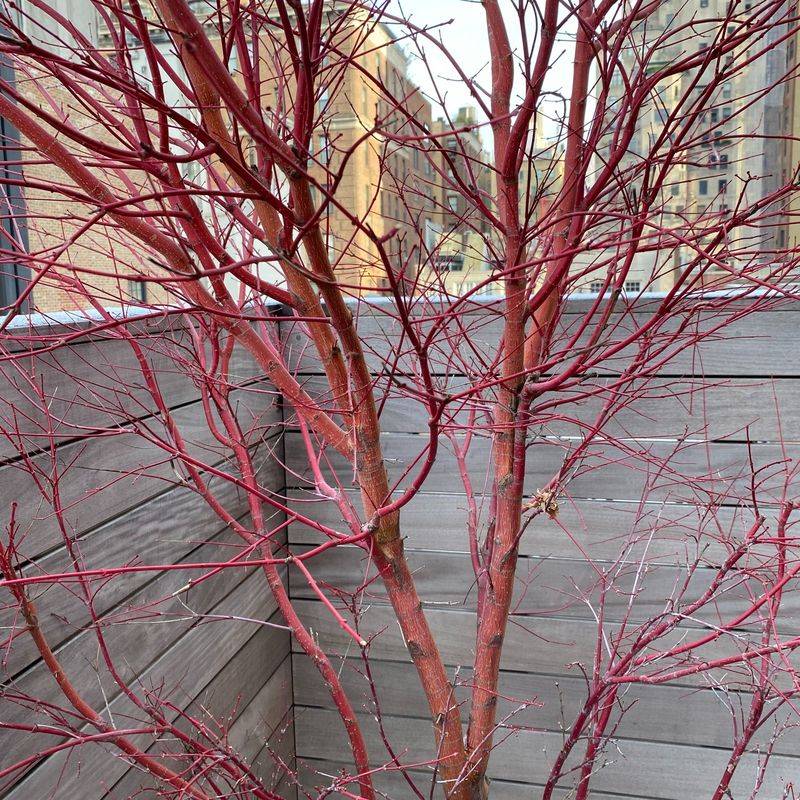 Creating a Shrub Garden That Looks Boring in Winter