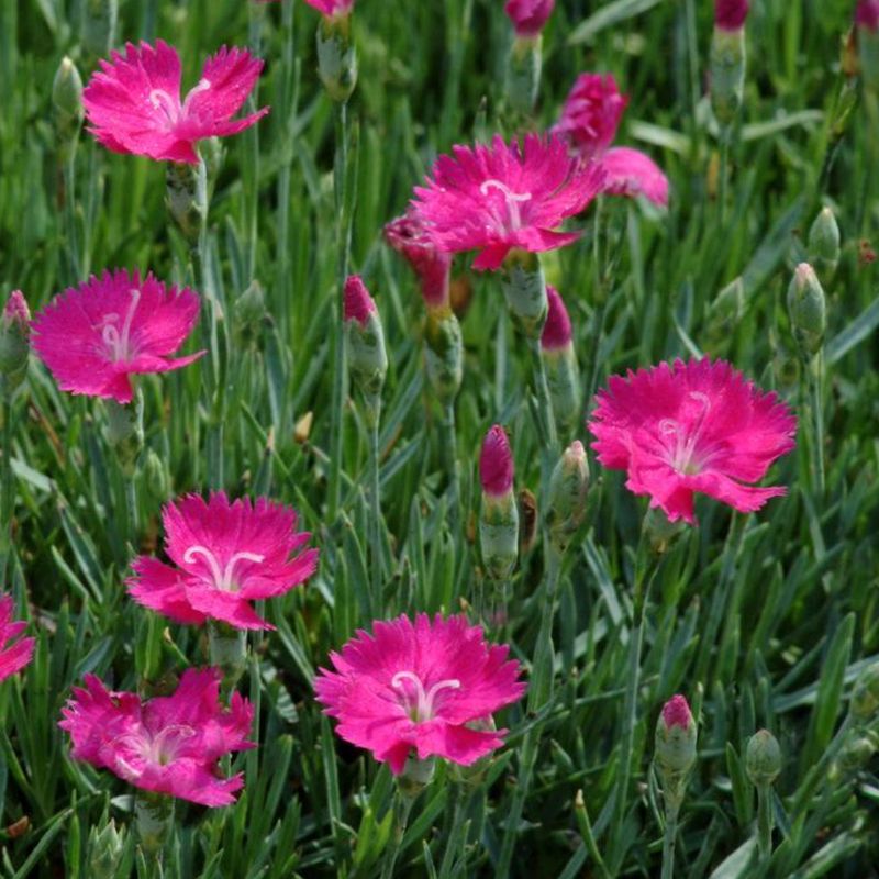 Dianthus