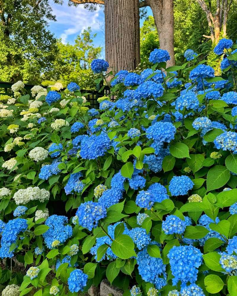 Hydrangeas