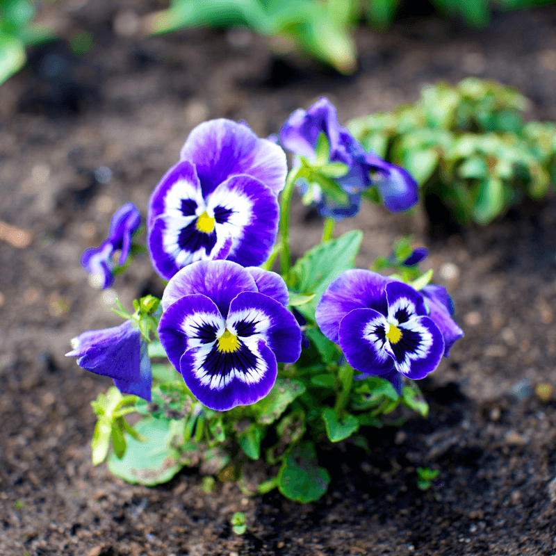 Pansies And Violas