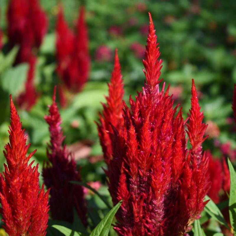 Celosia - Flame-Like Flowers with Attitude