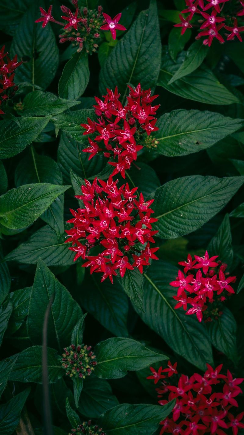 Pentas