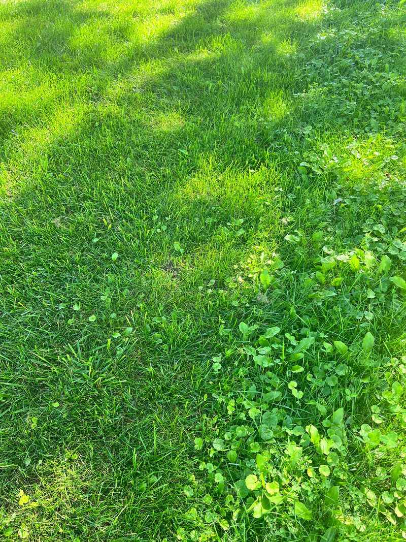 Establish a Community Lawn Care Day