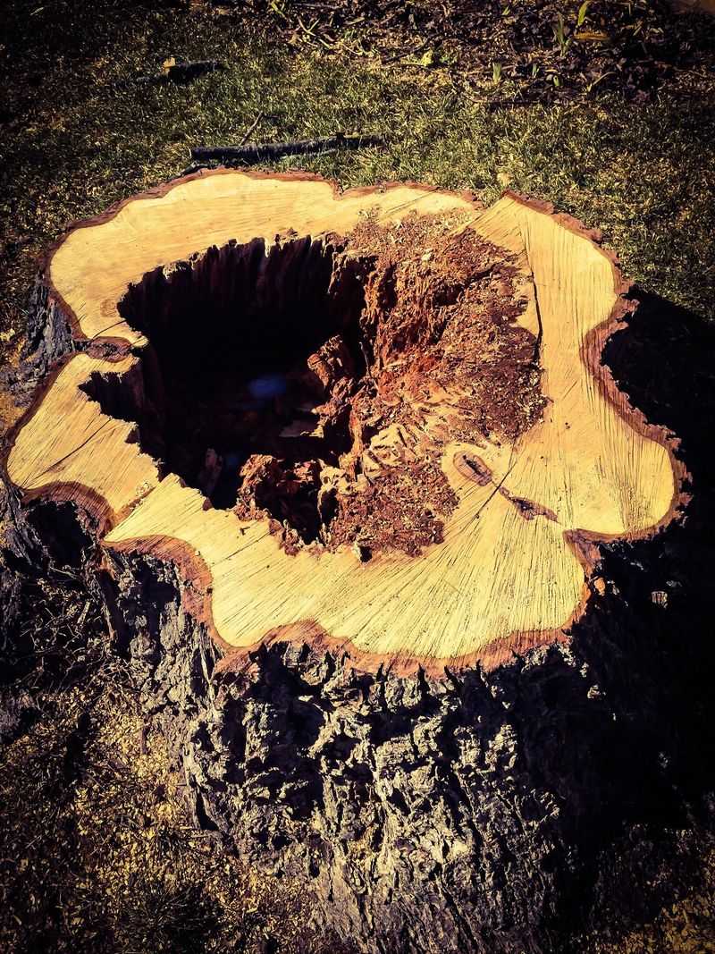 Stumps and Dead Trees in Your Yard