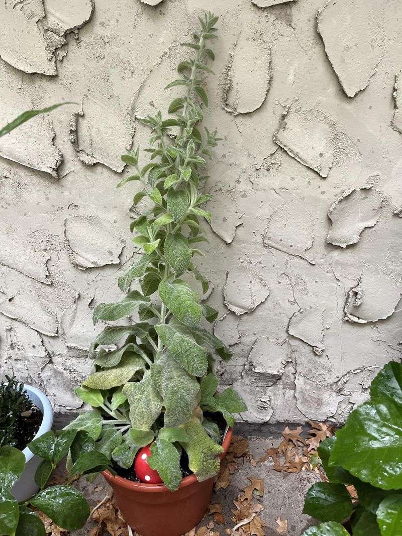 Genetics and Natural Variation