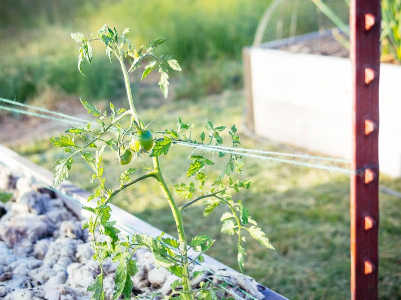 Wind Damage Breaks Delicate Stems