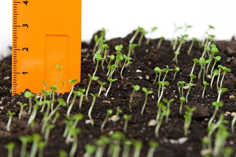 Ignoring Plant Spacing Requirements