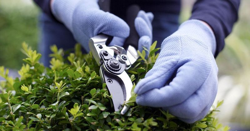 Using Contaminated Garden Tools