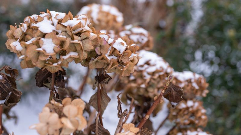 Winter Protection Failure
