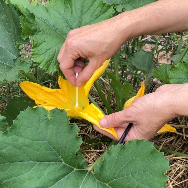 Pollination Problems