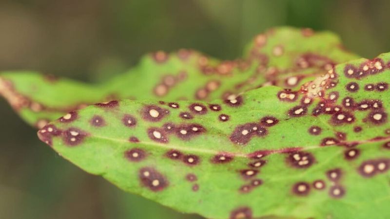Treat Fungal Issues Promptly