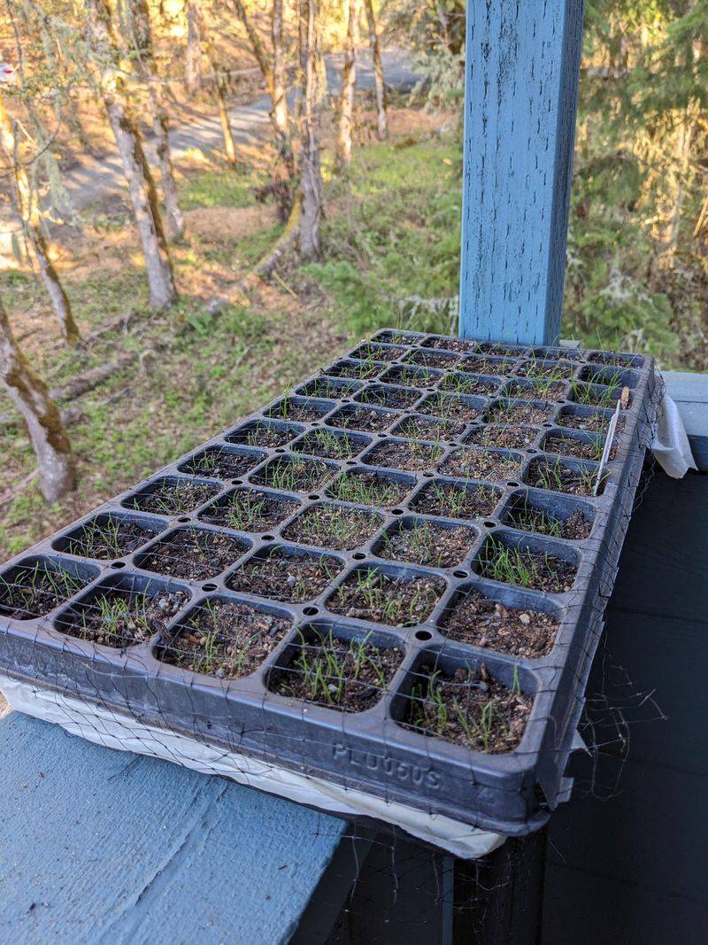 Ideal for Direct Sowing