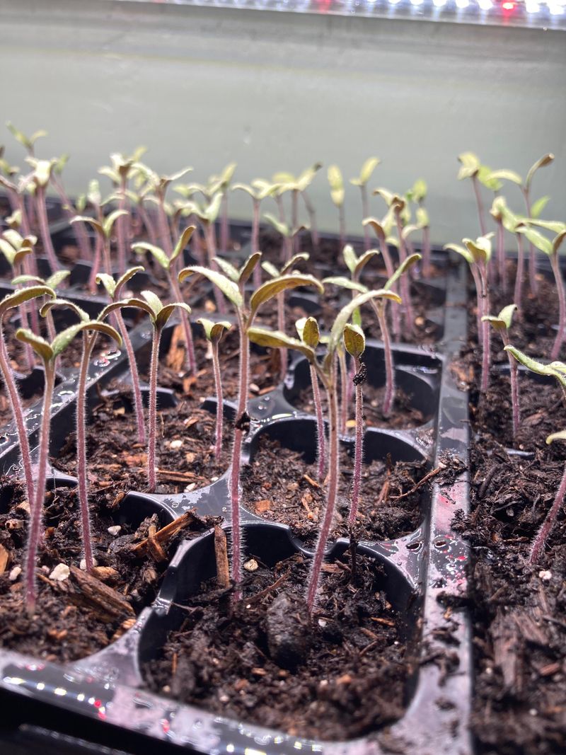 Protection Against Soil Pathogens