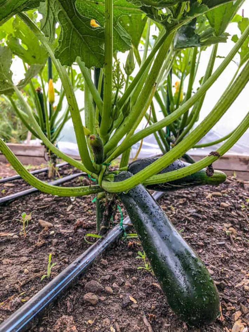 Inconsistent Moisture Levels