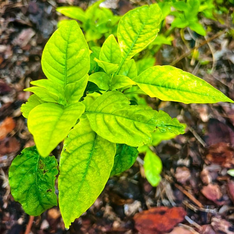 Nutrient Deficiencies