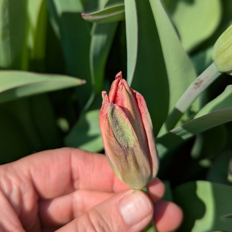 Weather Extremes Damaged Buds