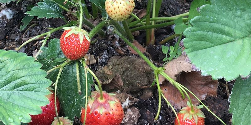 Poor Soil Drainage
