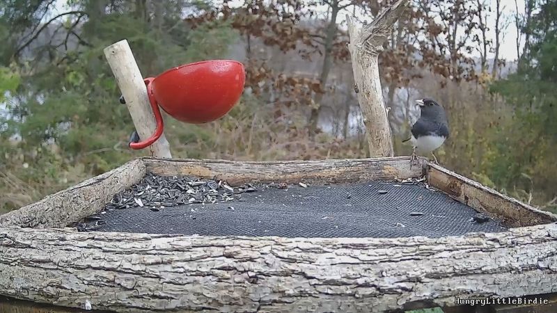Bird Feeders Dropping Seed