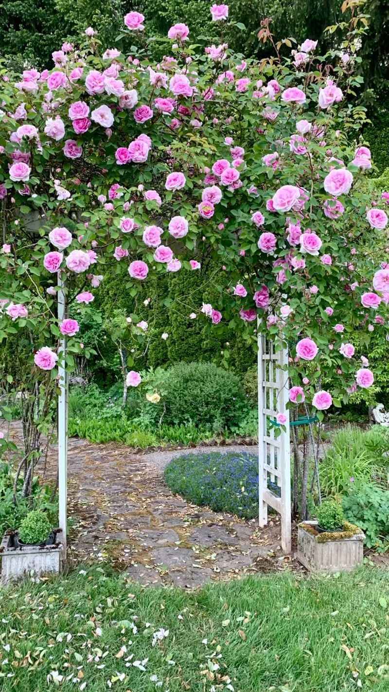 Plant An Arbor With Climbing Roses