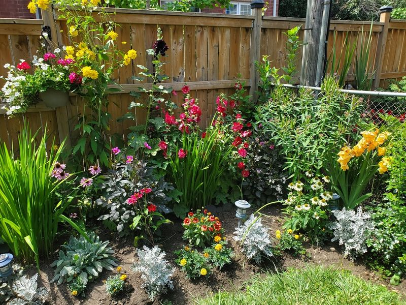Disregarding Companion Planting