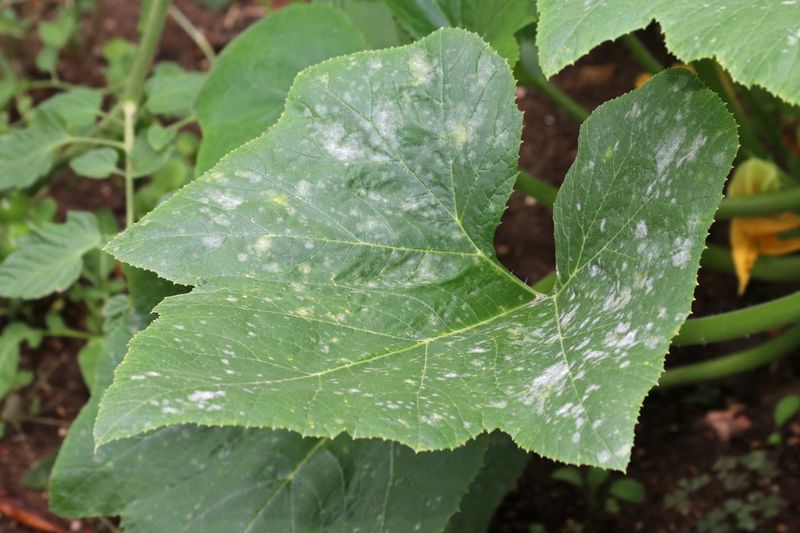 Ignoring Plant Diseases