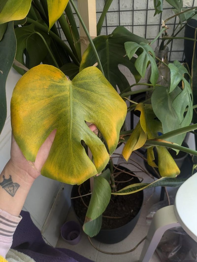 Pest Infestation Damage