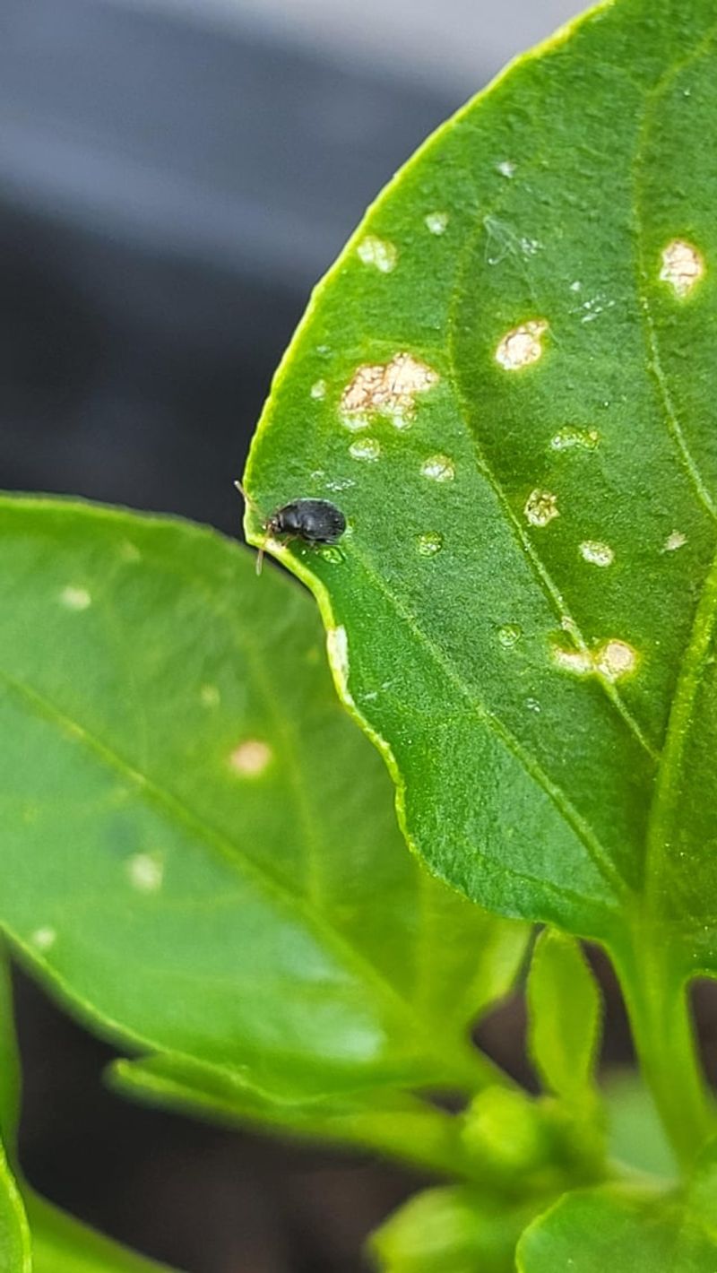 Pest Invasions
