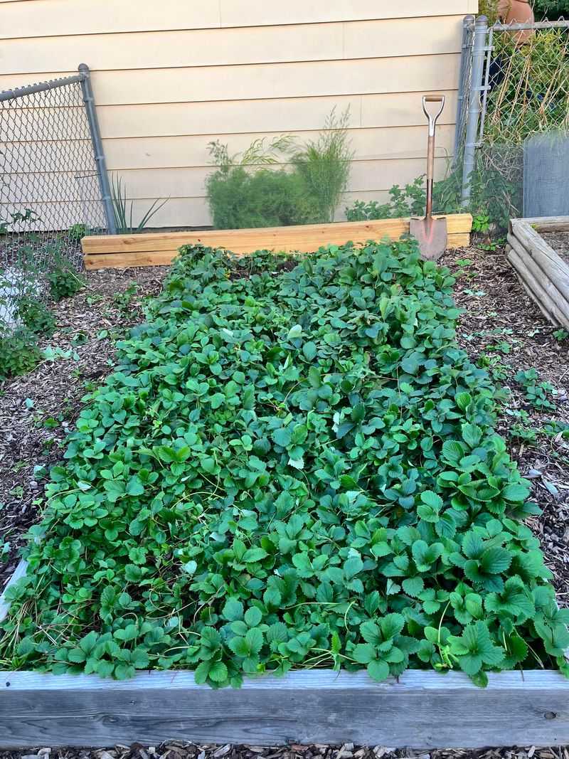Overcrowded Plants