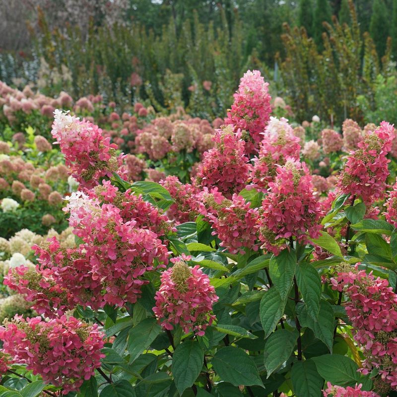 Pinky Winky Hydrangea