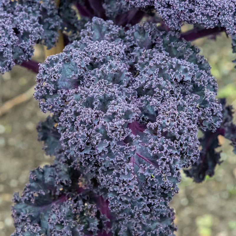 Redbor Kale