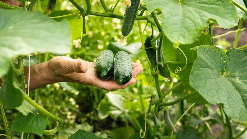 Growing Season Temperature Fluctuations
