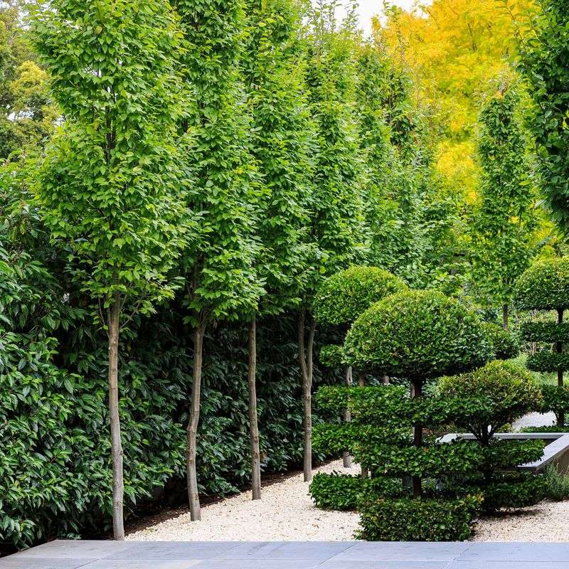 American Hornbeam: The Understated Screen