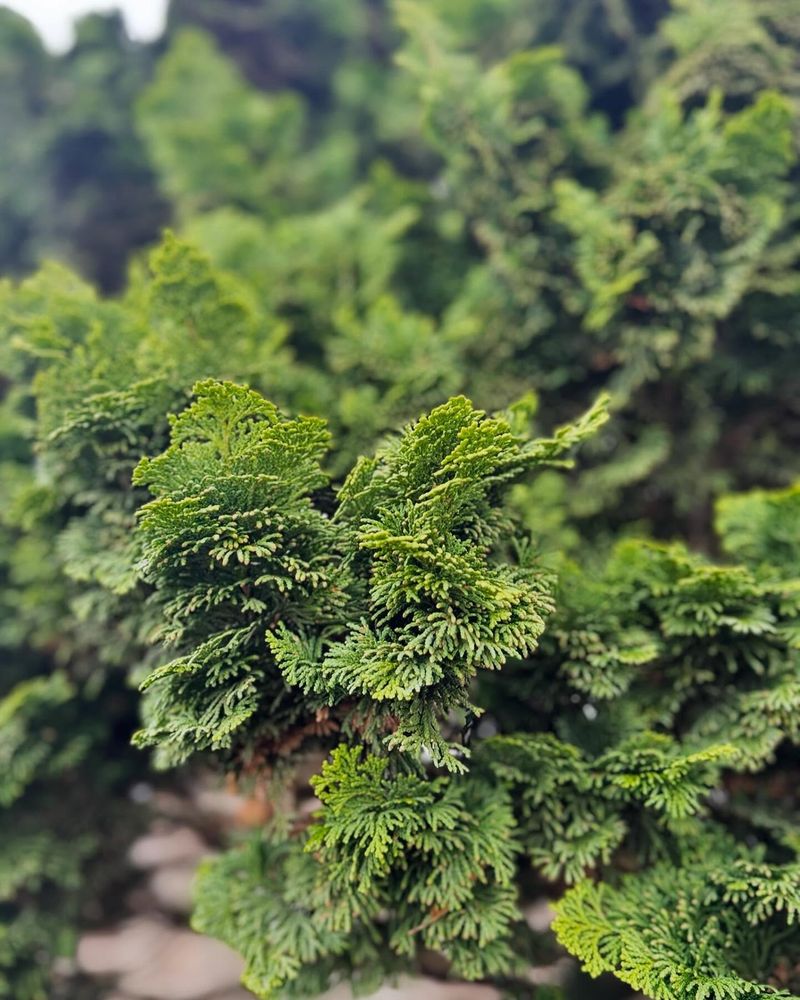 Dwarf Hinoki Cypress