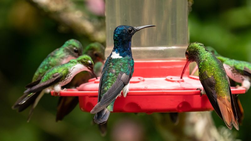 Clean Perches and Outer Surfaces