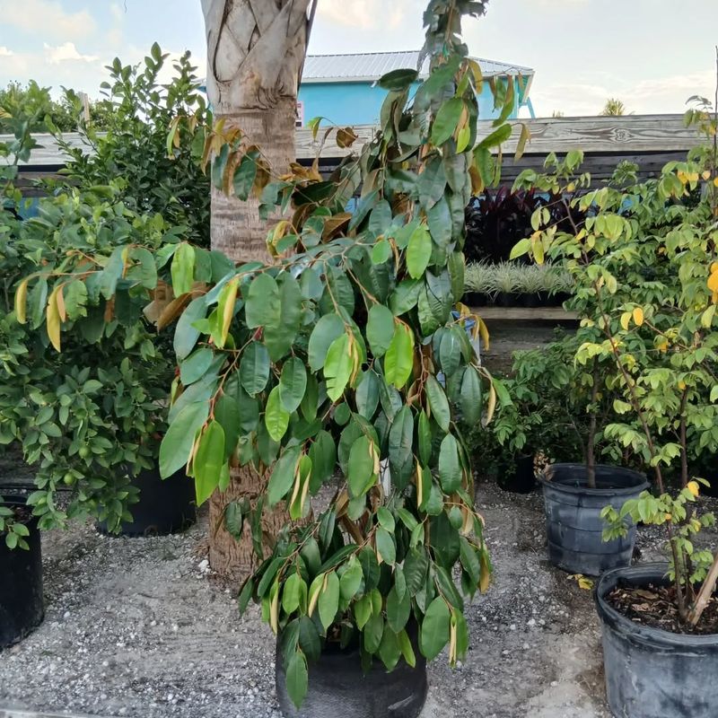 Consider Microclimates