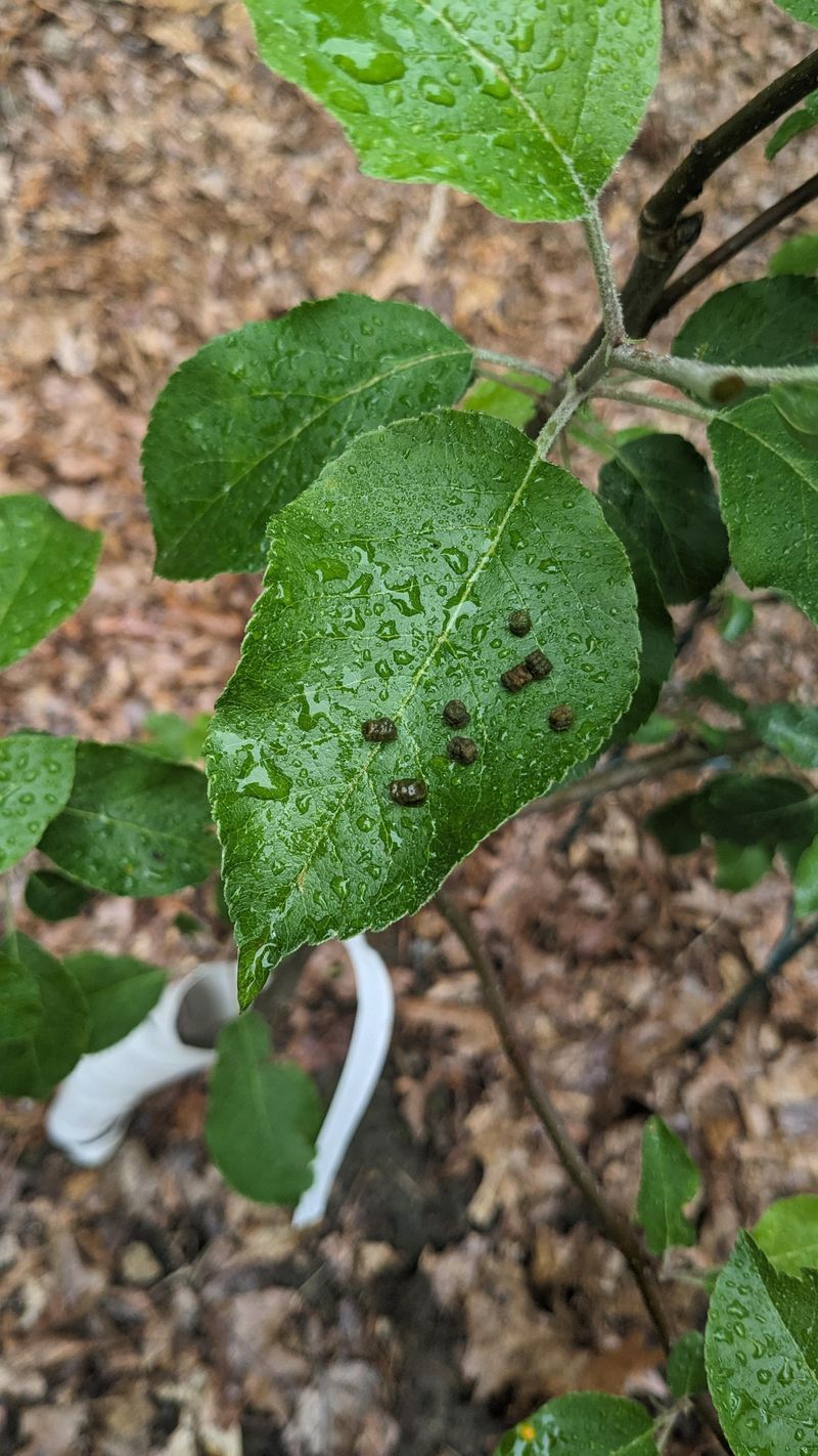 Monitor For Pests