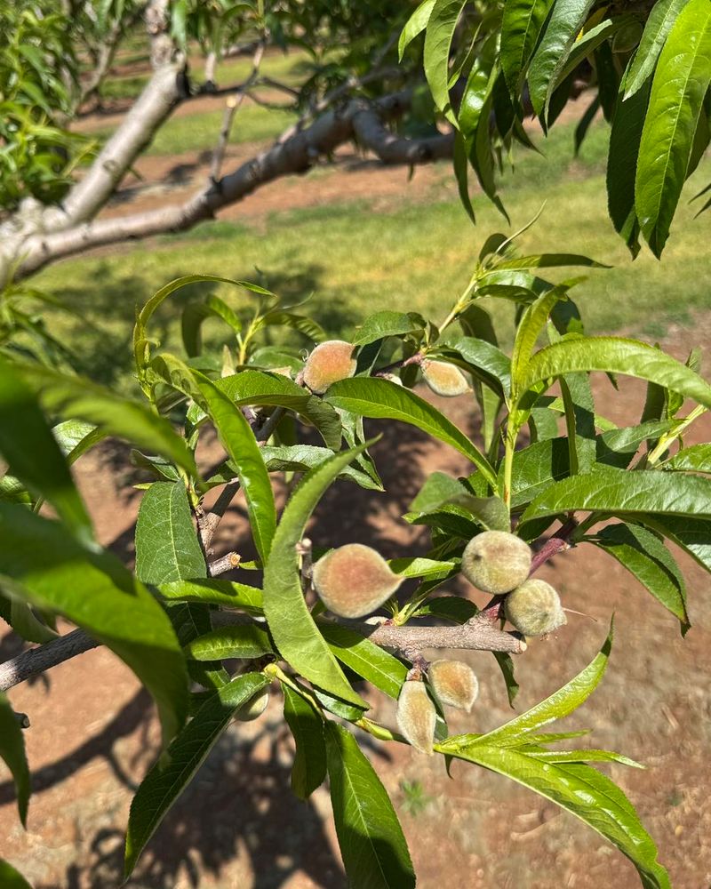 Thin Developing Fruit