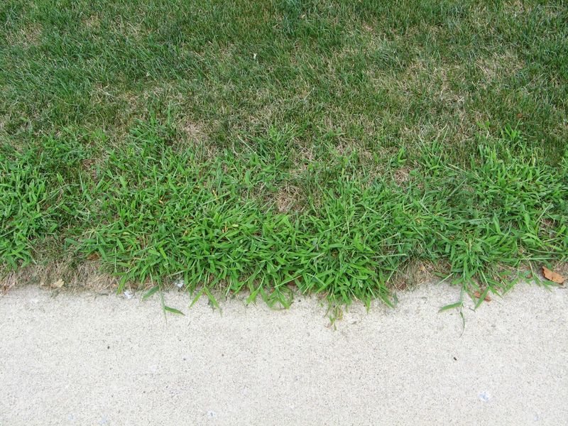 Reduce Soil Compaction In High-Traffic Areas