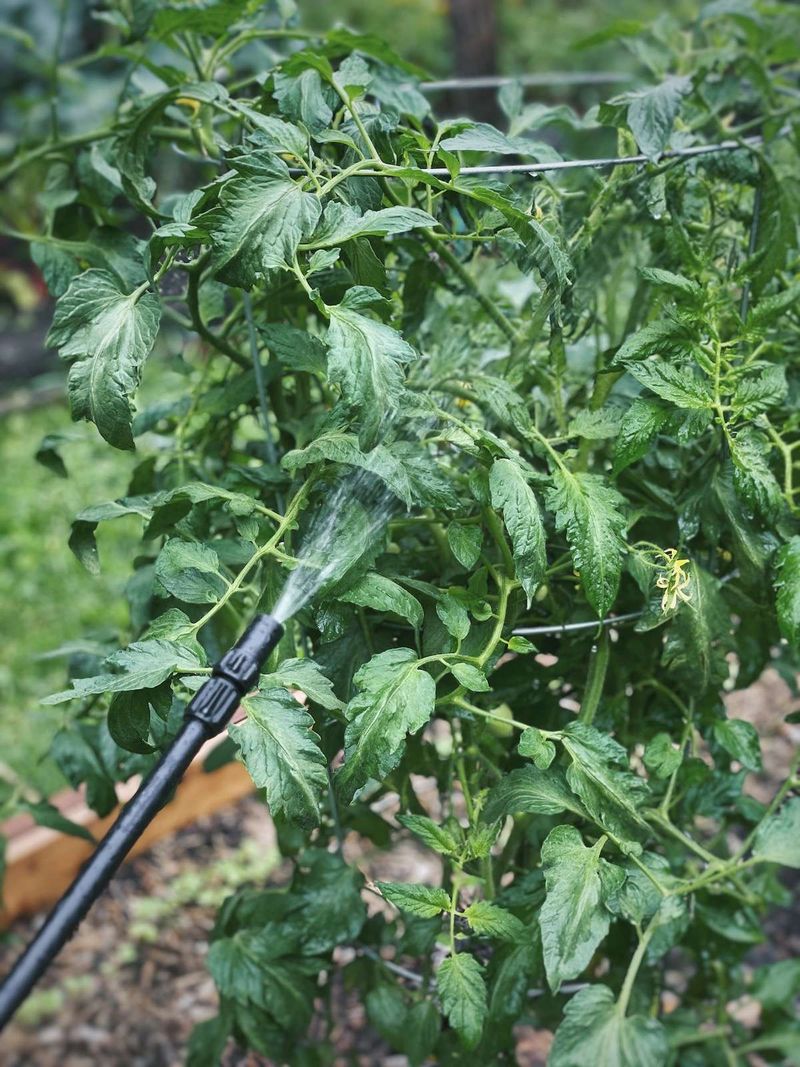 Apply Neem Oil for Multi-Pest Protection