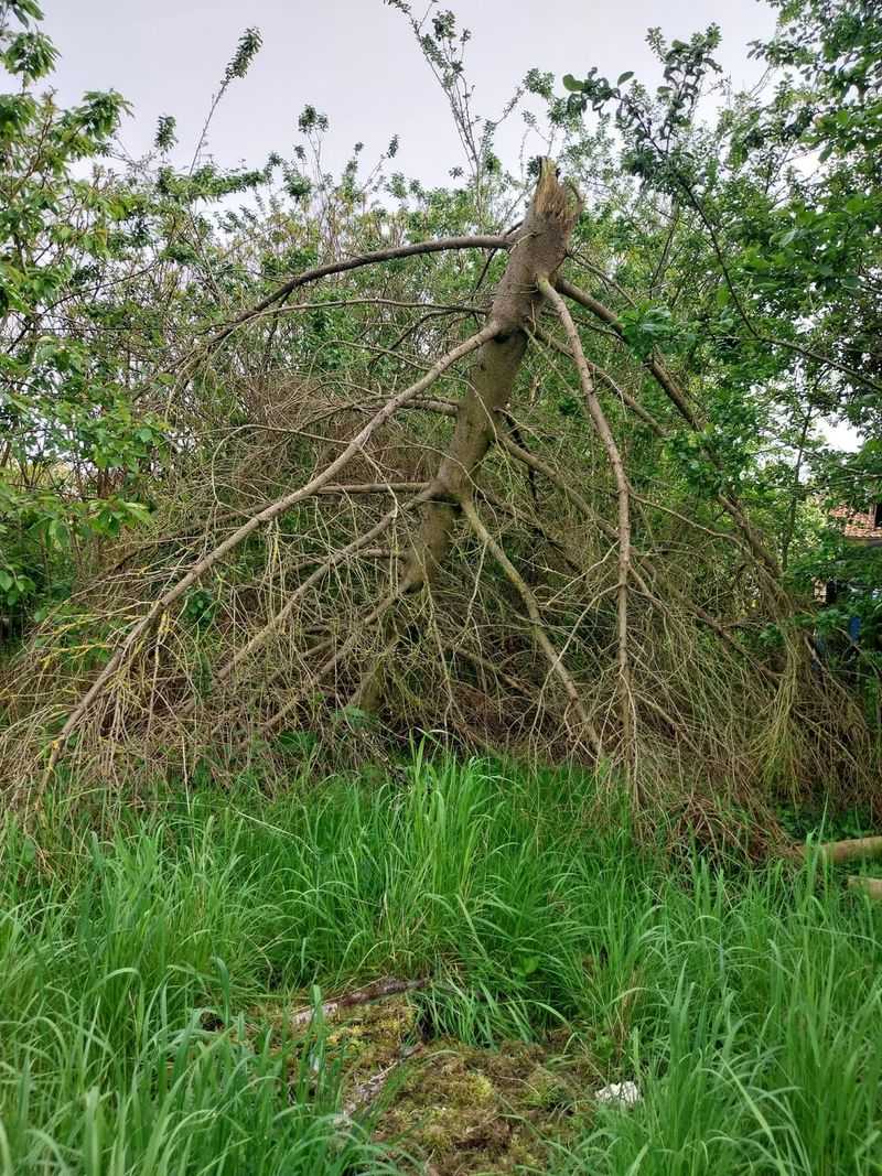 Creating Brush Piles for Wildlife