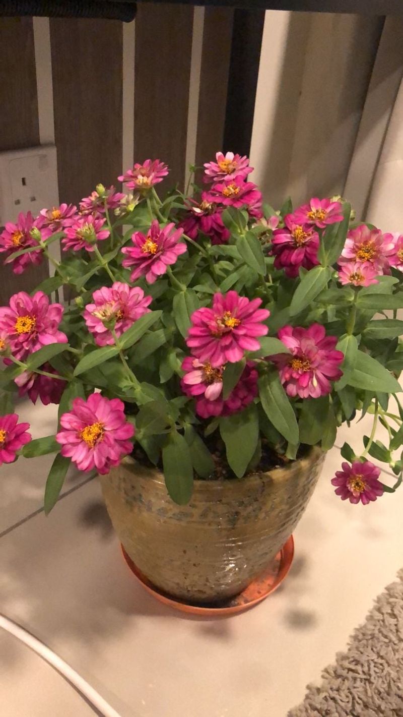 Excessive Nitrogen Fertilizer