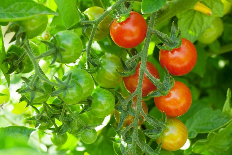 Variety Selection Mismatched To Climate