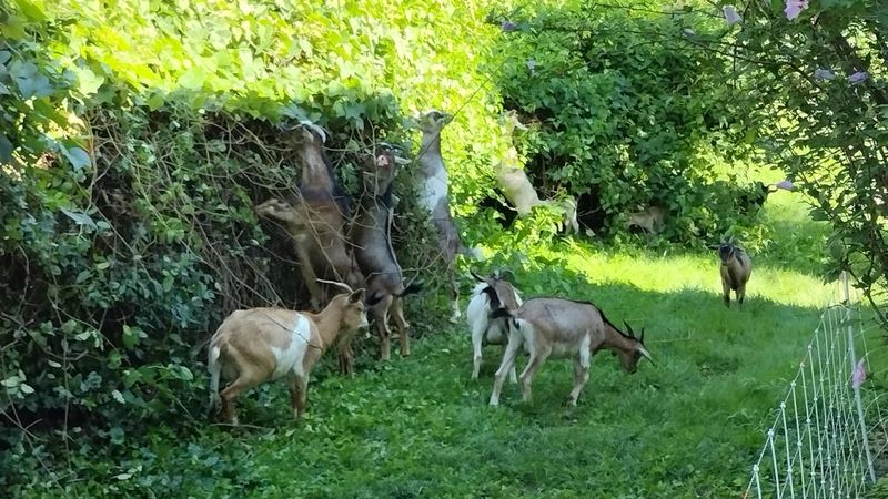 Try Goat Grazing