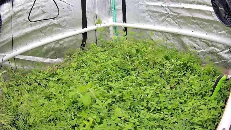 Chop-and-Drop Plant Prunings