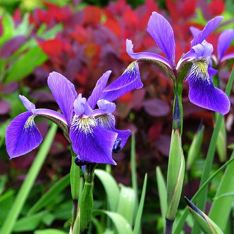 Beardless Iris 'Gerald Darby'
